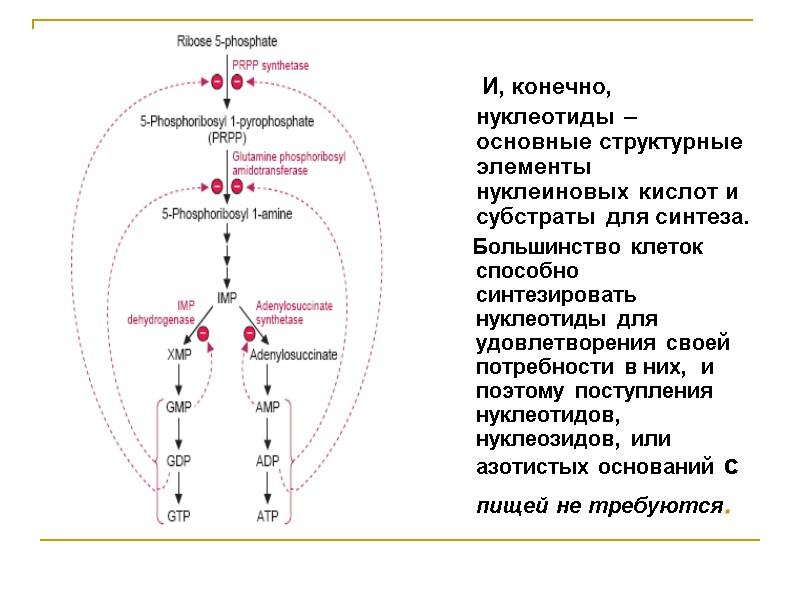 И, конечно, нуклеотиды – основные структурные элементы  нуклеиновых кислот и субстраты для синтеза.